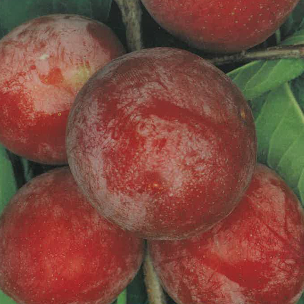 SUSINO SANTAROSA - Prunus domestica