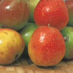 Carica immagine nel visualizzatore Galleria, SORBO FRUTTO ANTICO - Sorbus domestica
