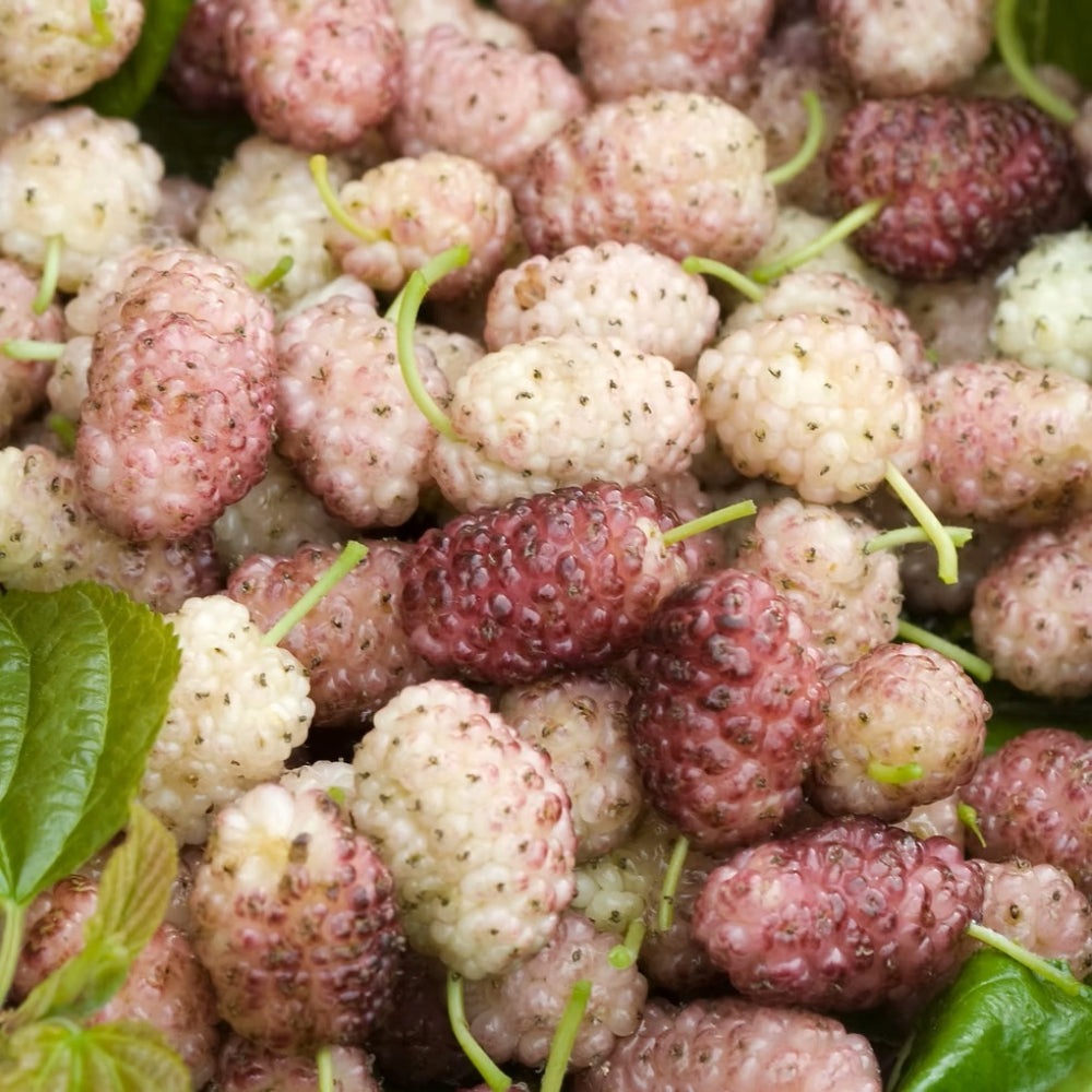 GELSO SANGUE E LATTE - Morus alba