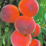 Carica immagine nel visualizzatore Galleria, PESCA CARDINAL - Prunus persica
