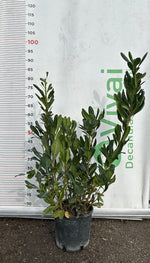 Carica immagine nel visualizzatore Galleria, 50 Piante di Pitosforo V18 H 60/80 cm – Pittosporum – Siepe Sempreverde