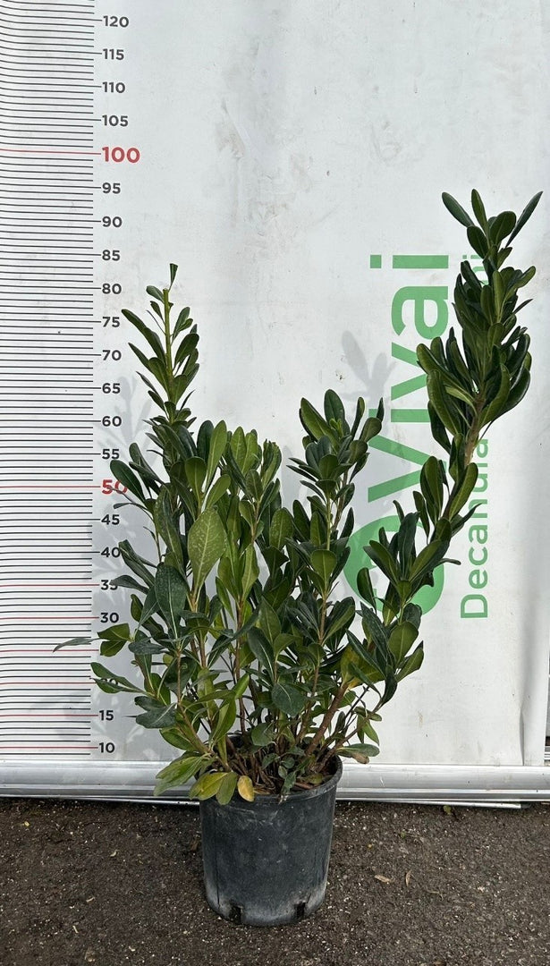 50 Piante di Pitosforo V18 H 60/80 cm – Pittosporum – Siepe Sempreverde