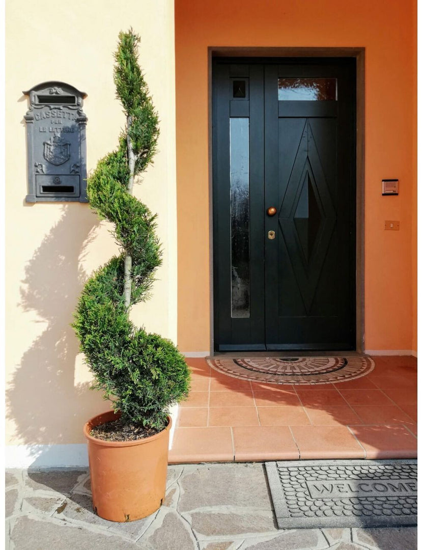 PIANTA DI CUPRESSOCYPARIS LEYLANDII SPIRALE VASO CLT 30 H. 150/170