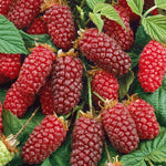 Carica immagine nel visualizzatore Galleria, PIANTA DI TAYBERRY in vaso 18