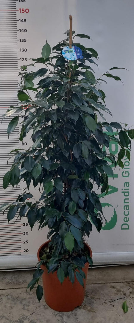 PIANTA DI FICUS BENJAMIN VERDE VASO 24 cm (foto reale)