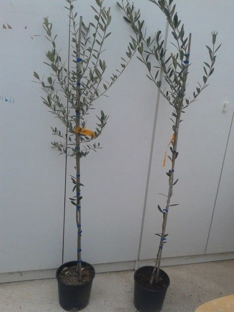 PIANTA DI ULIVO TERMITE DI BITETTO in vaso 24 età 3/4 anni (foto reali)