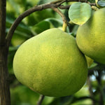 Carica immagine nel visualizzatore Galleria, PIANTA DI POMELO in mastello 35 età 5/6 anni (foto reali)
