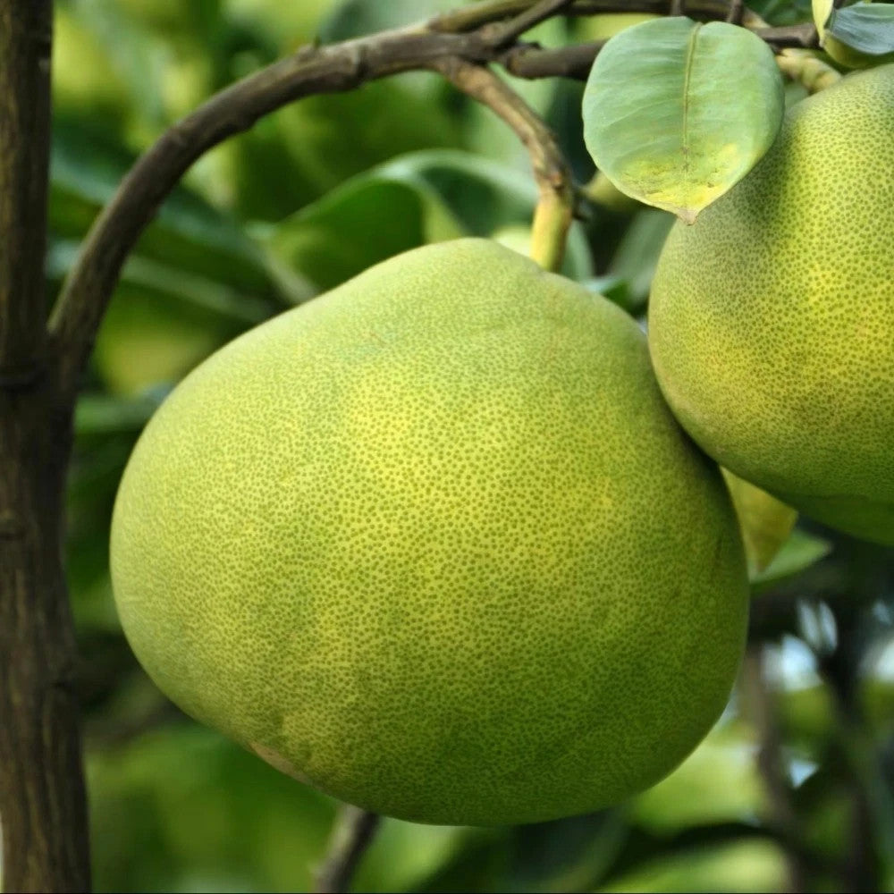 PIANTA DI POMELO in mastello 35 età 5/6 anni (foto reali)
