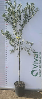 Carica immagine nel visualizzatore Galleria, PIANTA DI ULIVO UOVA DI PICCIONE in vaso 20/fitocella età 2/3 anni