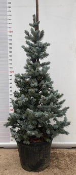 Carica immagine nel visualizzatore Galleria, PIANTA DI PICEA PUNGENS HOOPSII VASO CLT 40 H. 150/170  (foto reale) ABETE BLU