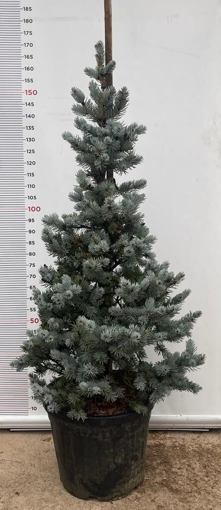 PIANTA DI PICEA PUNGENS HOOPSII VASO CLT 40 H. 150/170  (foto reale) ABETE BLU