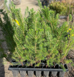 Carica immagine nel visualizzatore Galleria, N.2 PIANTA DI PINO D' ALEPPO "PINUS HALEPENSIS" IN ALVEOLO (foto reale)