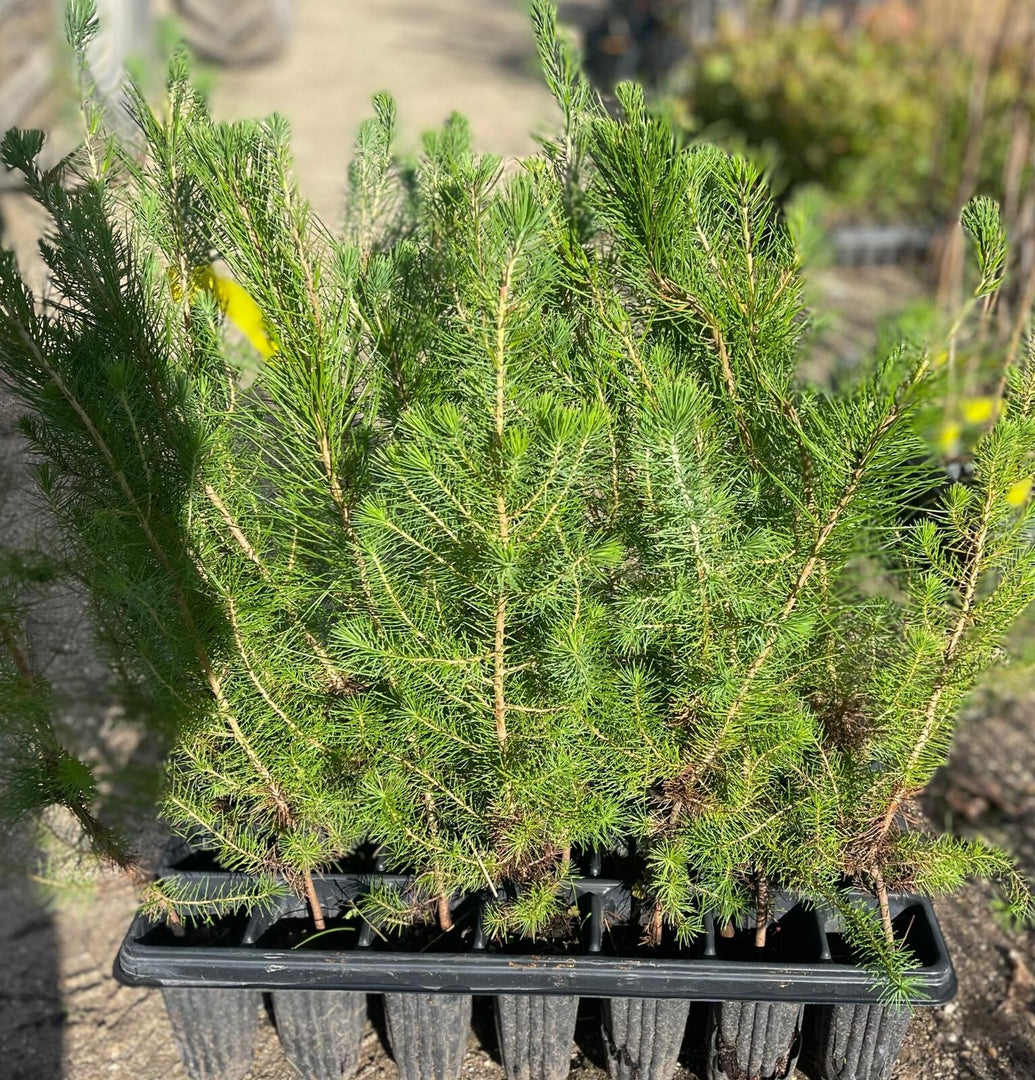 N.2 PIANTA DI PINO D' ALEPPO "PINUS HALEPENSIS" IN ALVEOLO (foto reale)