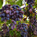 Carica immagine nel visualizzatore Galleria, PIANTA DA FRUTTO UVA PIZZUTELLO NERO in vaso età 2/3 anni (foto reali)