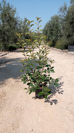 Carica immagine nel visualizzatore Galleria, N. 10 PIANTE DI PHOTINIA red robin vaso 24 cm alte 130/150 cm rossa (foto reale)