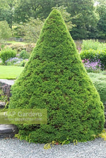 Carica immagine nel visualizzatore Galleria, PIANTA DI PICEA GLAUCA ALBERTIANA CONICA VASO CLT 7 H. 70/80 CM  (foto reale)