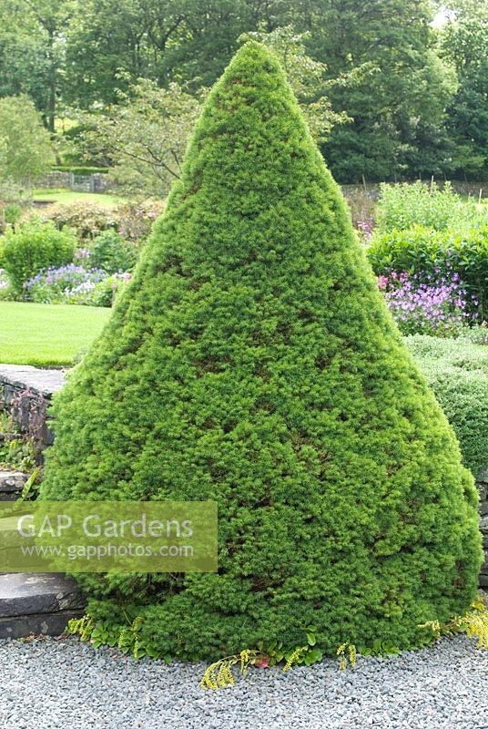 PIANTA DI PICEA GLAUCA ALBERTIANA CONICA VASO CLT 7 H. 70/80 CM  (foto reale)