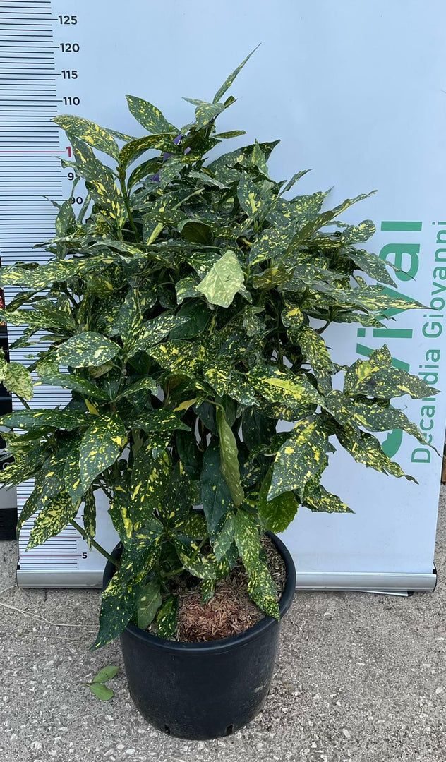 PIANTA DI AUCUBA JAPONICA  IN VASO 35 CM CESPUGLIO )