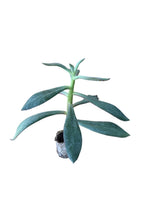 Carica immagine nel visualizzatore Galleria, 10 pezzi di Piante Grasse Nodulosa - Echeveria Hybrida IN VASO 10