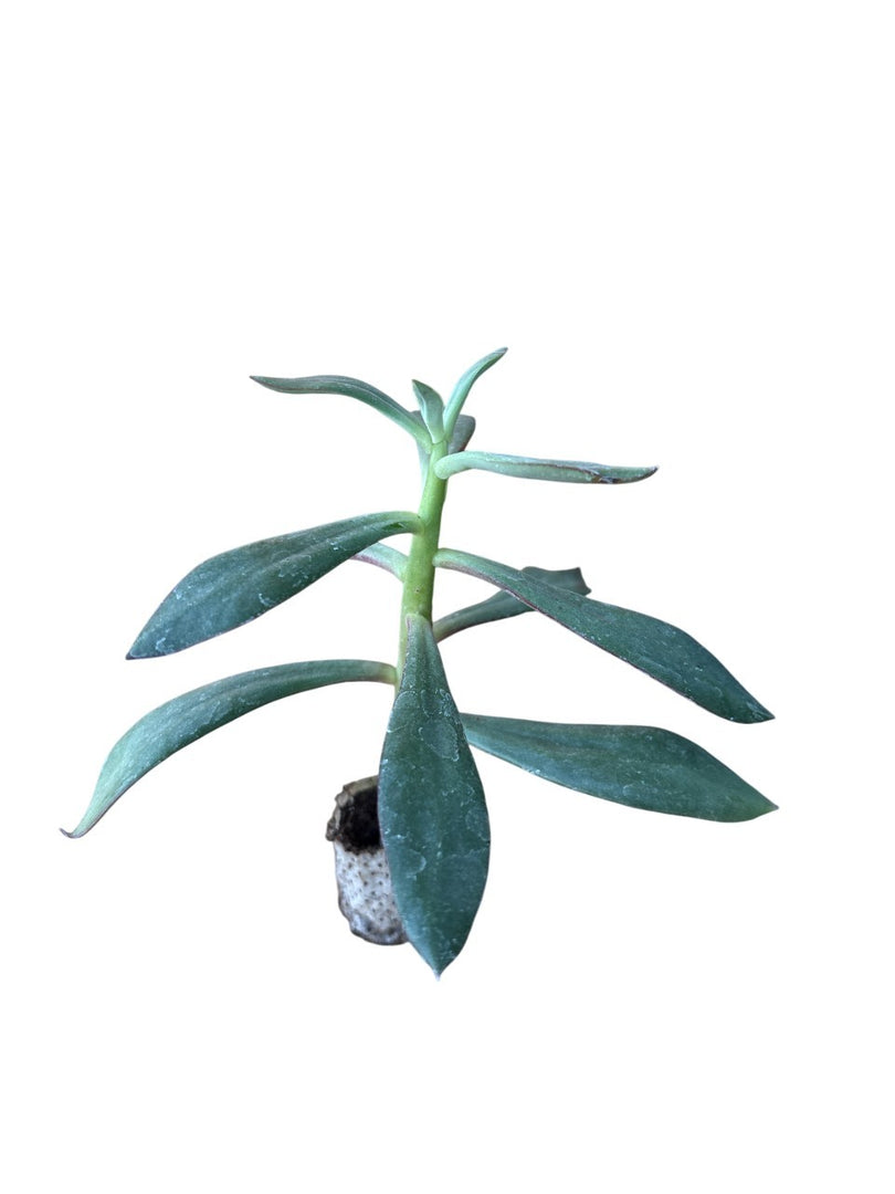 10 pezzi di Piante Grasse Nodulosa - Echeveria Hybrida IN VASO 10