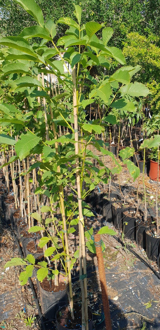 PIANTA DA FRUTTO NOCE COMUNE in vaso 24 età 3/4 anni (foto reali)