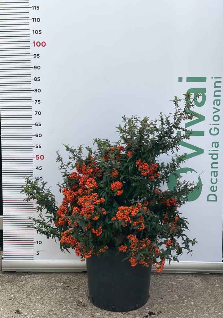 PIANTA DI PIRACANTA NAVAHO NANA  IN VASO CM 30 (foto reale) siepe con bacche
