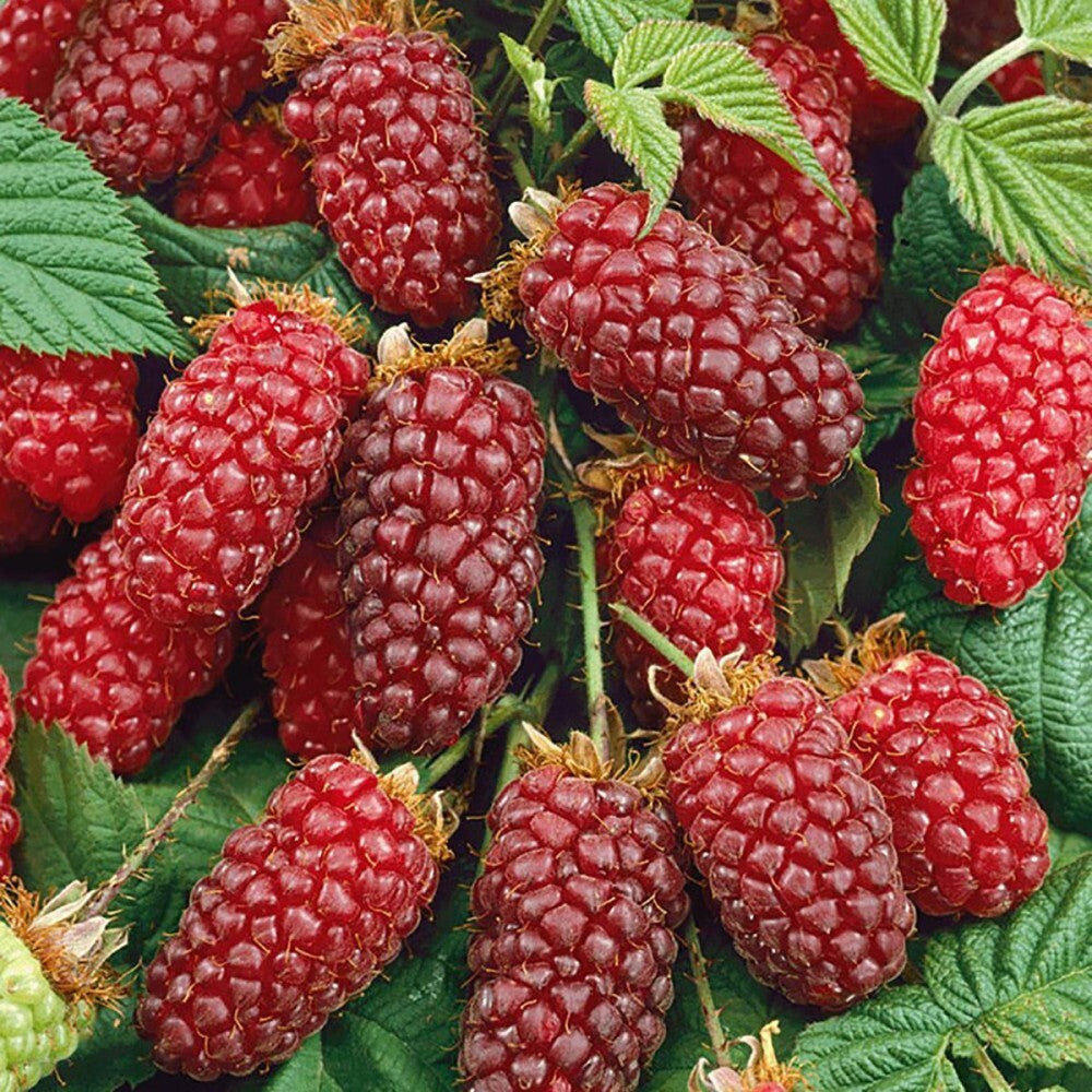 PIANTA DI TAYBERRY in vaso 18  (foto reale)