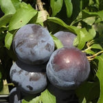 Carica immagine nel visualizzatore Galleria, PIANTA DA FRUTTO SUSINO BLACK BEAUT in vaso 20 età 2/3 anni (foto reali)