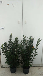 Carica immagine nel visualizzatore Galleria, PIANTA DI FEIJOA IN VASO 18 altezza cm 50/60 cm (foto reale) ACCA SELLOWIANA