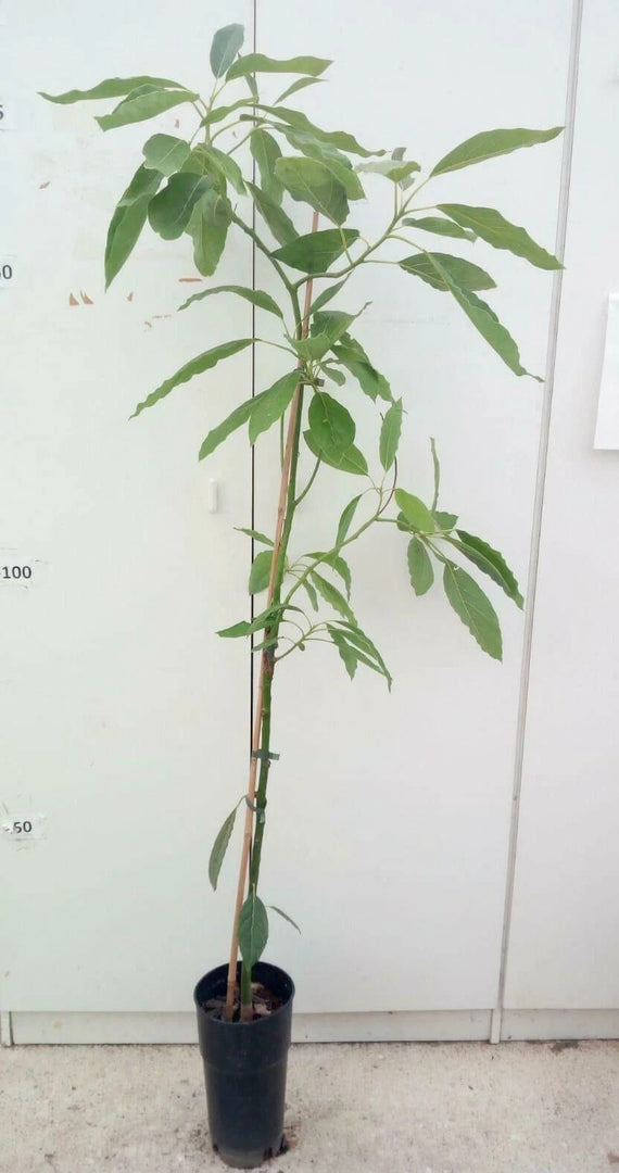 PIANTA DA FRUTTO TROPICALE AVOCADO BACON in vaso 20 età 2/3 anni (foto reali)