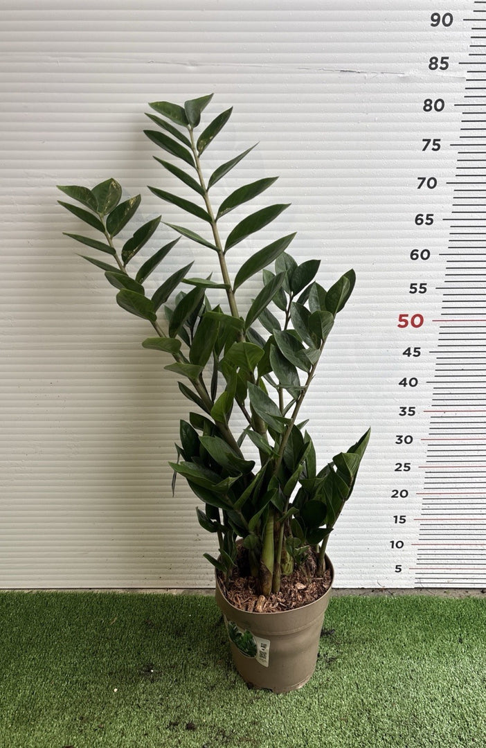 PIANTA DI ZAMIOCULCAS in vaso 18 (foto reali)