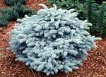 Carica immagine nel visualizzatore Galleria, PIANTA DI PICEA PUNGENS GLOBOSA NANA VASO CLT 30 H. 60/70 CM (foto reale) PINO