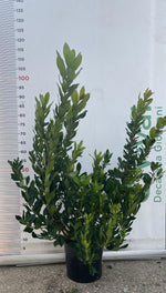 Carica immagine nel visualizzatore Galleria, PIANTA DI CORBEZZOLO ARBUTUS UNEDO IN VASO24 cm (foto reale) ALTEZZA 80 CM