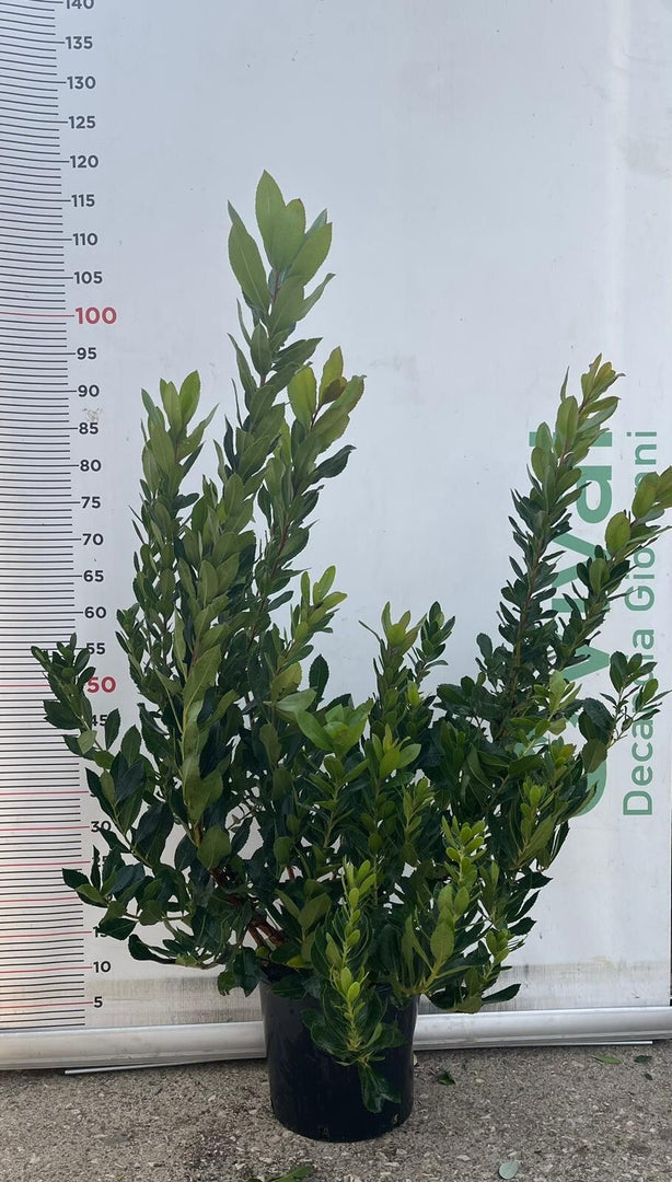 PIANTA DI CORBEZZOLO ARBUTUS UNEDO IN VASO24 cm (foto reale) ALTEZZA 80 CM