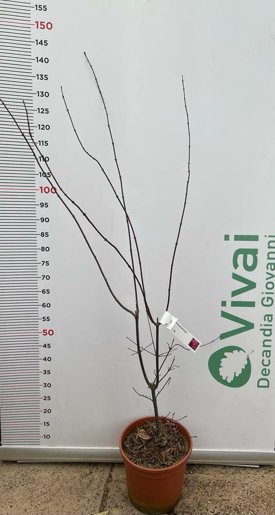 PIANTA DI ACER PALMATUM BLOOD GOOD  VASO 24 CM ALTEZZA 100/130 CM (FOTO REALI)