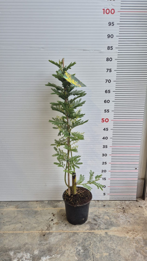 PIANTA DI MIMOSA V.15 -Acacia dealbata