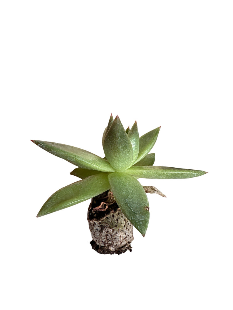 10 piante grasse Rubra - Echeveria Hybrida IN VASO 10