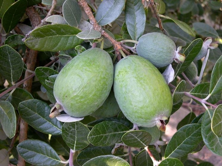 PIANTA DI FEIJOA ACCA SELLOWIANA IN VASO 30 altezza 120/140 cm (foto reali)