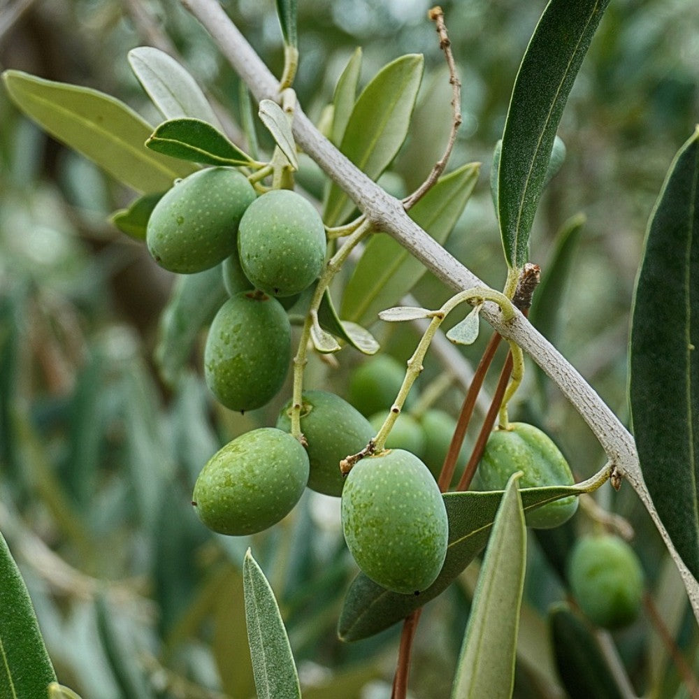 PIANTA DI ULIVO MORAIOLO in vaso 20/fitocella età 2/3 anni (foto reali)