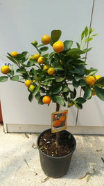 Carica immagine nel visualizzatore Galleria, PIANTA DI CALAMONDINO innesto basso in vaso 20 (foto reali)