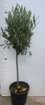 Carica immagine nel visualizzatore Galleria, PIANTA DI ULIVO ALBERELLO IN  VASO 21 CM  ALTEZZA 80/90 CM  (foto reali)