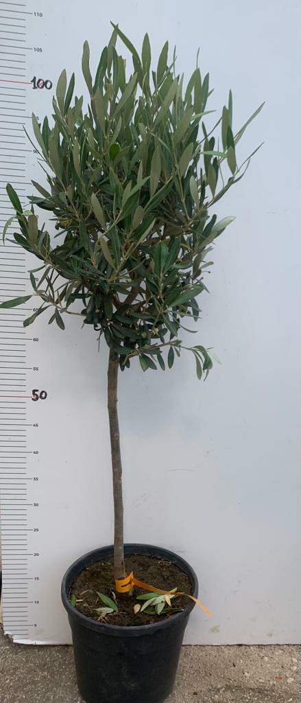PIANTA DI ULIVO ALBERELLO IN  VASO 21 CM  ALTEZZA 80/90 CM  (foto reali)