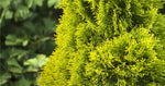 Carica immagine nel visualizzatore Galleria, PIANTA DI THUJA NANA AUREA VASO 17 CM  (foto reale) TUIA ORNAMENTALE