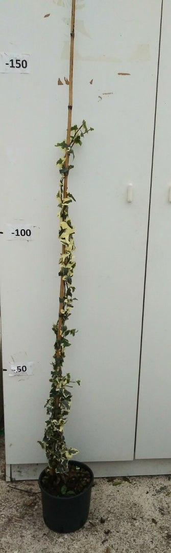 PIANTA DI EDERA HELIX ORO DI BOGLIASCO ALTEZZA 80/100 cm (foto reale) IN VASO.