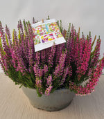 Carica immagine nel visualizzatore Galleria, PIANTA DI ERICA CALLUNA CIOTOLA (foto reale)