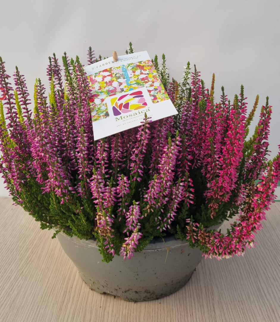 PIANTA DI ERICA CALLUNA CIOTOLA (foto reale)