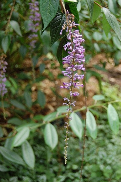 PIANTA DI BUDDLEJA IN VASO 18 CM ALBERO DELLA FARFALLA colori mix