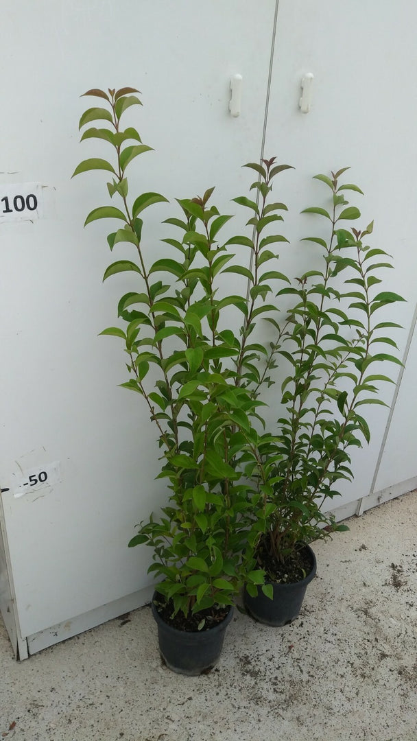 PIANTA DI LIGUSTRUM JAPONICUM VASO CM 18 ALTEZZA 60/70 CM (foto reali)LIGUSTRO