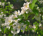 Carica immagine nel visualizzatore Galleria, PIANTA DI MALUS SYLVESTRIS IN VASO 18 CM (foto reale) MELO SELVATICO