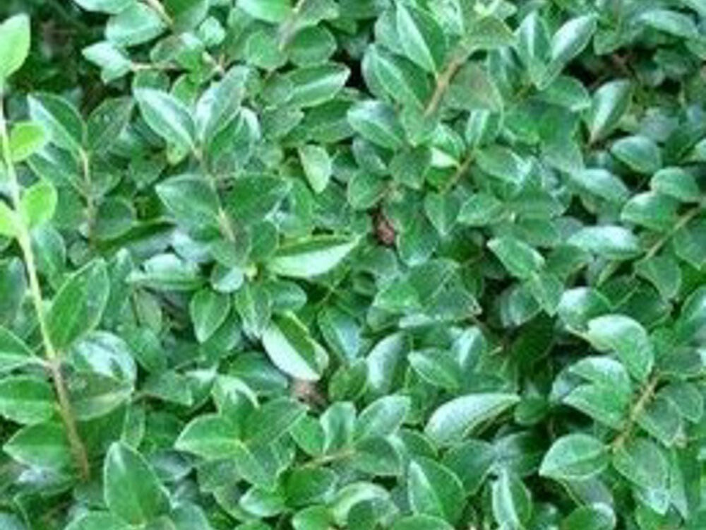 PIANTA DI LIGUSTRUM JONANDDRUM IN VASO ALBERELLO 1/4 FUSTO (foto reali) LIGUSTRO